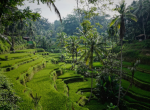 Bali image bali landscape indonesia.png