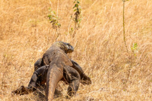 Komodo Island 50810c02 ba38 42f4 b13b 5db514e7770f
