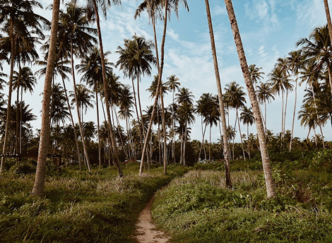 image sumba landscape indonesia 1.png