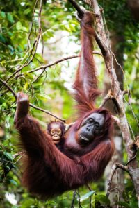 Borneo dimitry b trgqh8chana unsplash