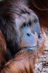 Sumatra francois saint leger lhw f53iwo8 unsplash
