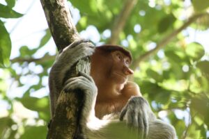Borneo joshua stitt hv9jrenahe unsplash
