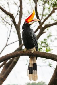 Borneo yaopey yong dmzt27hl2uo unsplash